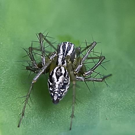 Réf. 199 891 : Oxyopes sp.