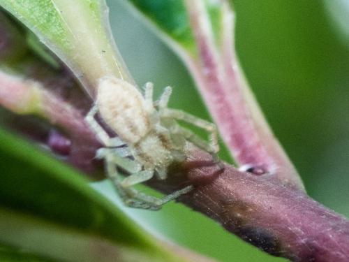 Philodromus sp.