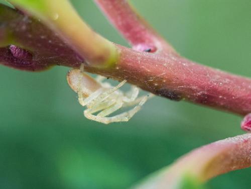 Philodromus sp.