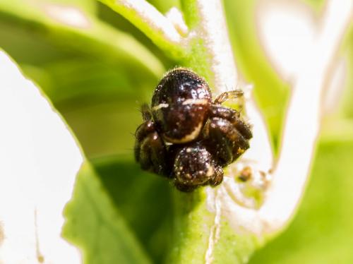 Synema globosum