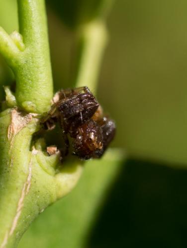 Synema globosum