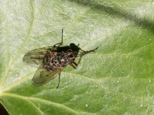 Phaonia sp.