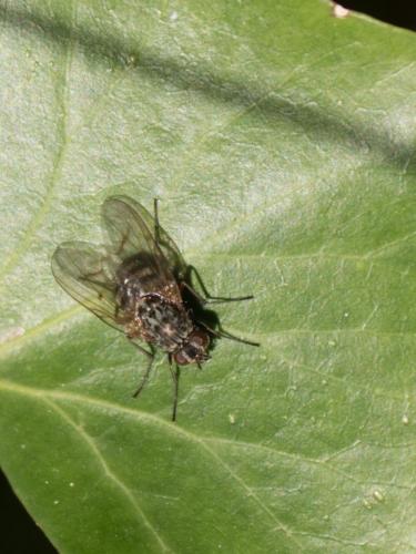 Phaonia sp.
