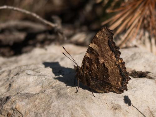 Réf. 199 597 : Nymphalis polychloros