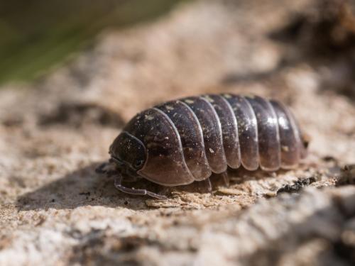 Armadillidium vulgare