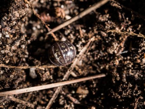 Réf. 199 913 : Armadillidium vulgare