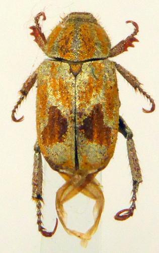 Réf. 199 681 : Hoplia sp.
