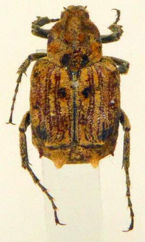 Dasyvalgus sp.