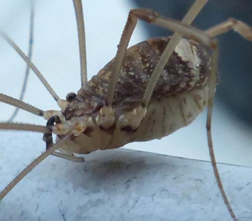 Nelima sp.