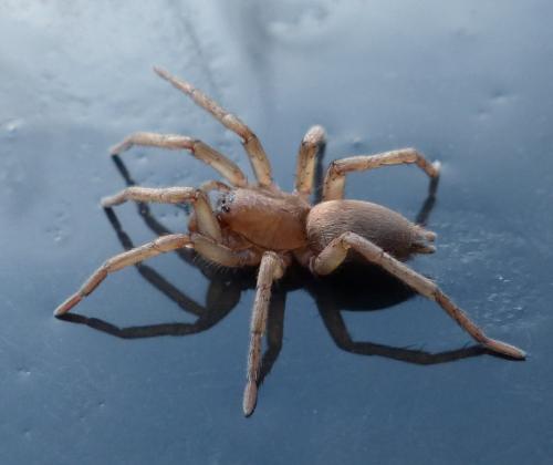 Réf. 199 062 : Drassodes sp.