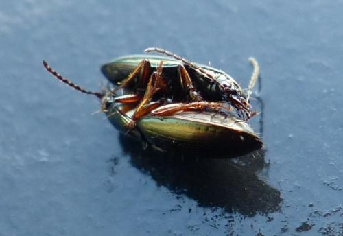 Pogonus chalceus