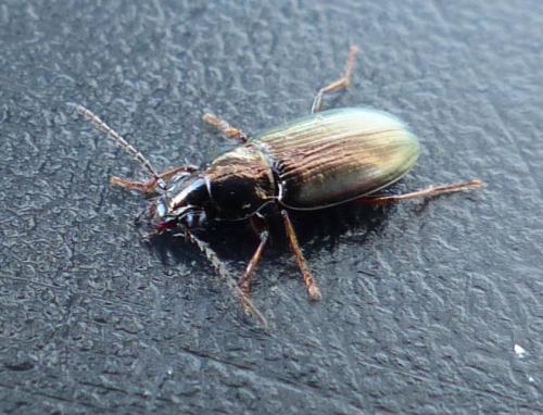 Réf. 199 121 : Pogonus chalceus