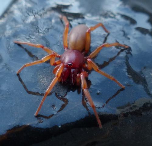 Réf. 199 058 : Dysdera crocata