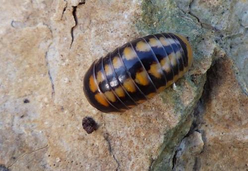 Glomeris esterelana