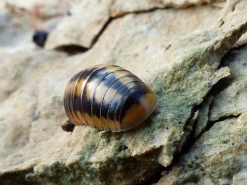 Glomeris esterelana