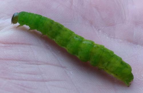Phlogophora meticulosa