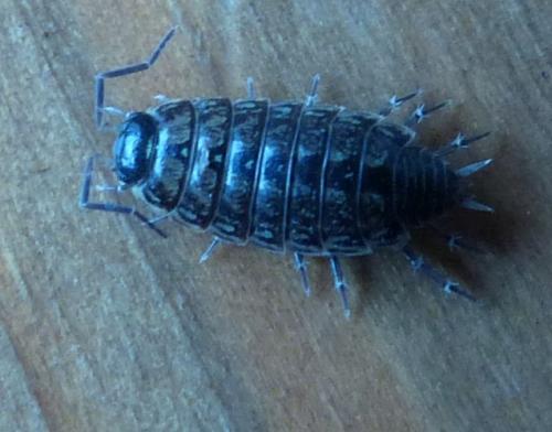 Philoscia muscorum