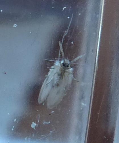 Psychoda surcoufi