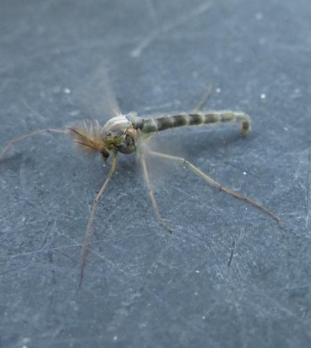 Chironomus sp.