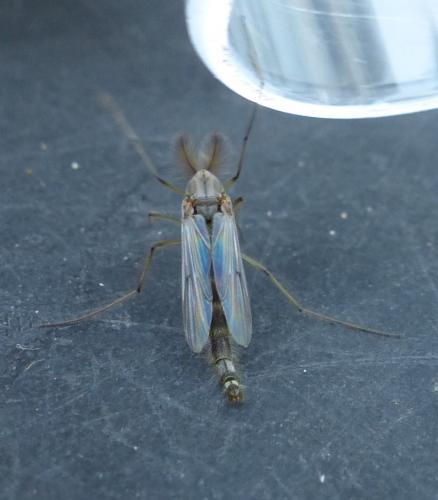 Chironomus sp.