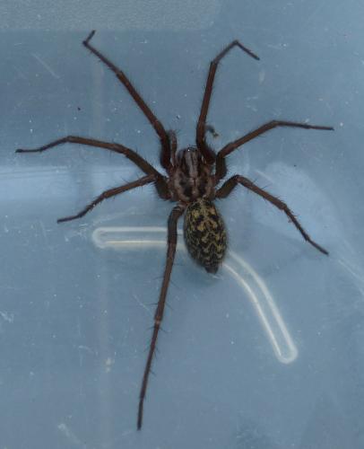 Eratigena sp.
