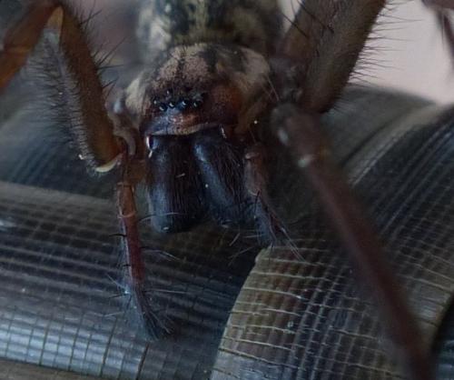 Eratigena sp.