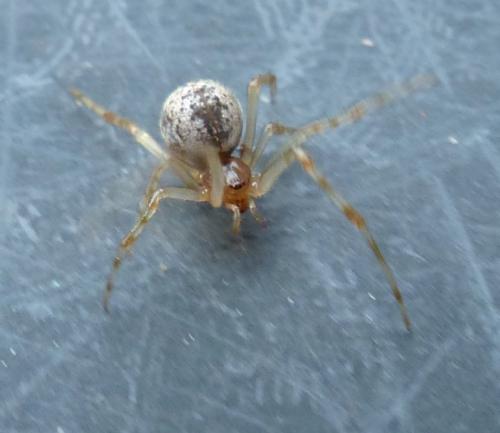 Parasteatoda tepidariorum