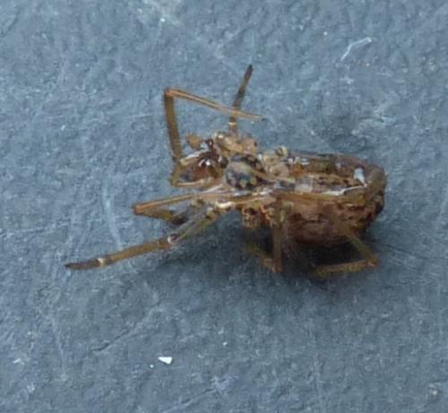 Tegenaria sp.