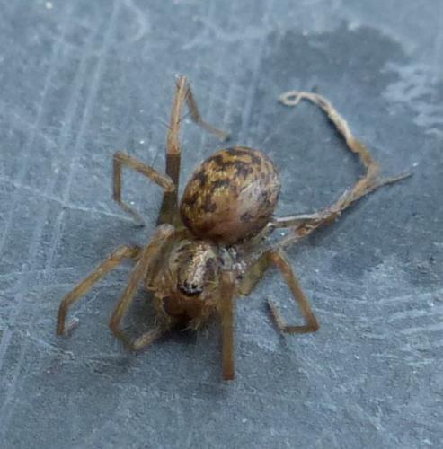 Réf. 199 454 : Tegenaria sp.