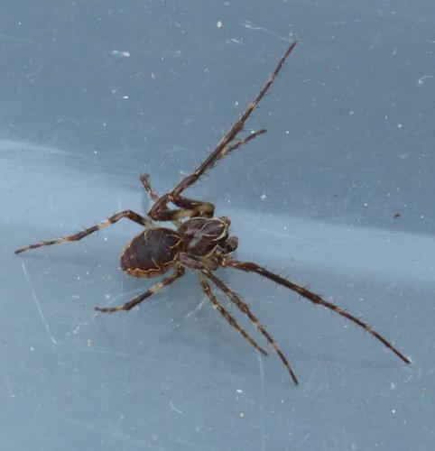 Réf. 199 632 : Larinioides patagiatus