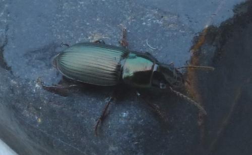 Harpalus sp.