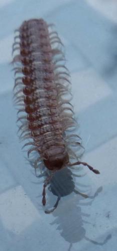 Polydesmus sp.