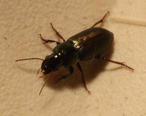 Réf. 199 330 : Harpalus sp.
