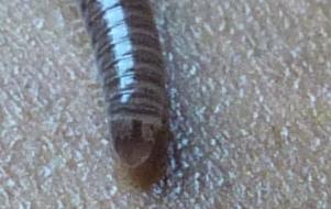 Cylindroiulus sp.