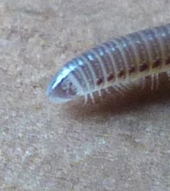 Cylindroiulus sp.