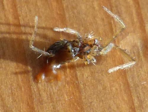 Tegenaria sp.