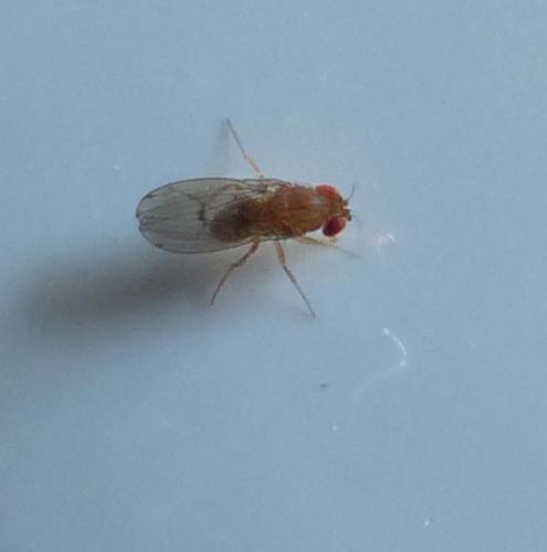 Drosophila immigrans