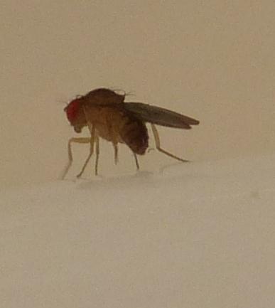 Drosophila immigrans