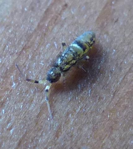 Réf. 199 692 : Orchesella cincta