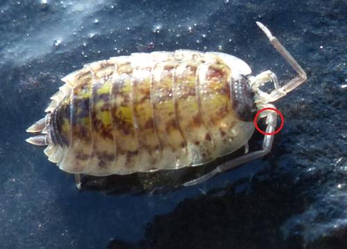Réf. 199 784 : Porcellio spinicornis