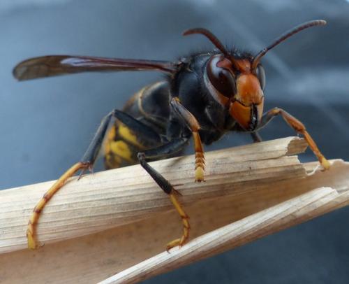 Vespa velutina