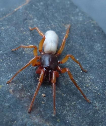 Réf. 199 844 : Dysdera sp.