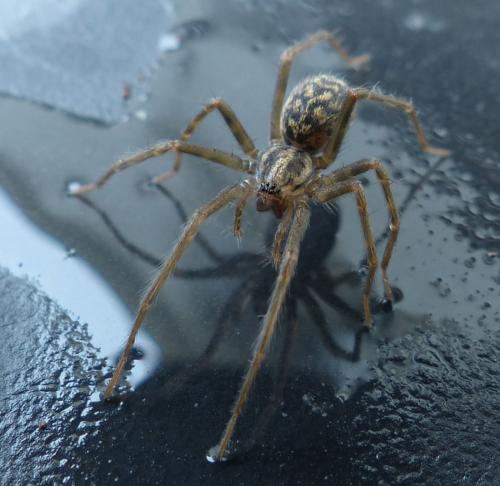 Tegenaria domestica