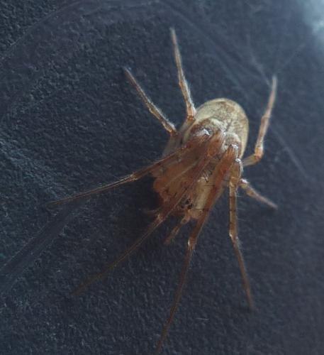 Metellina sp.