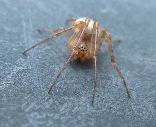 Metellina sp.