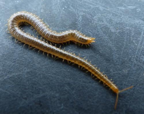 Henia vesuviana