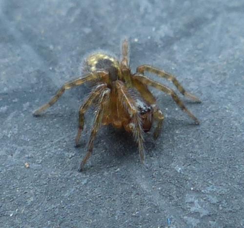 Amaurobius sp.