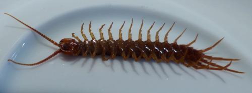 Lithobius forficatus