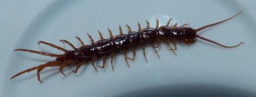 Lithobius forficatus