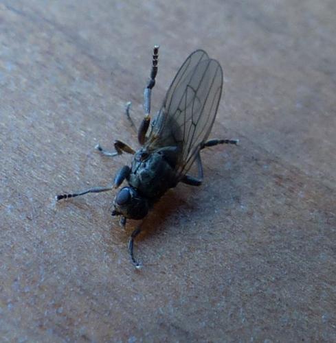 Copromyza sp.